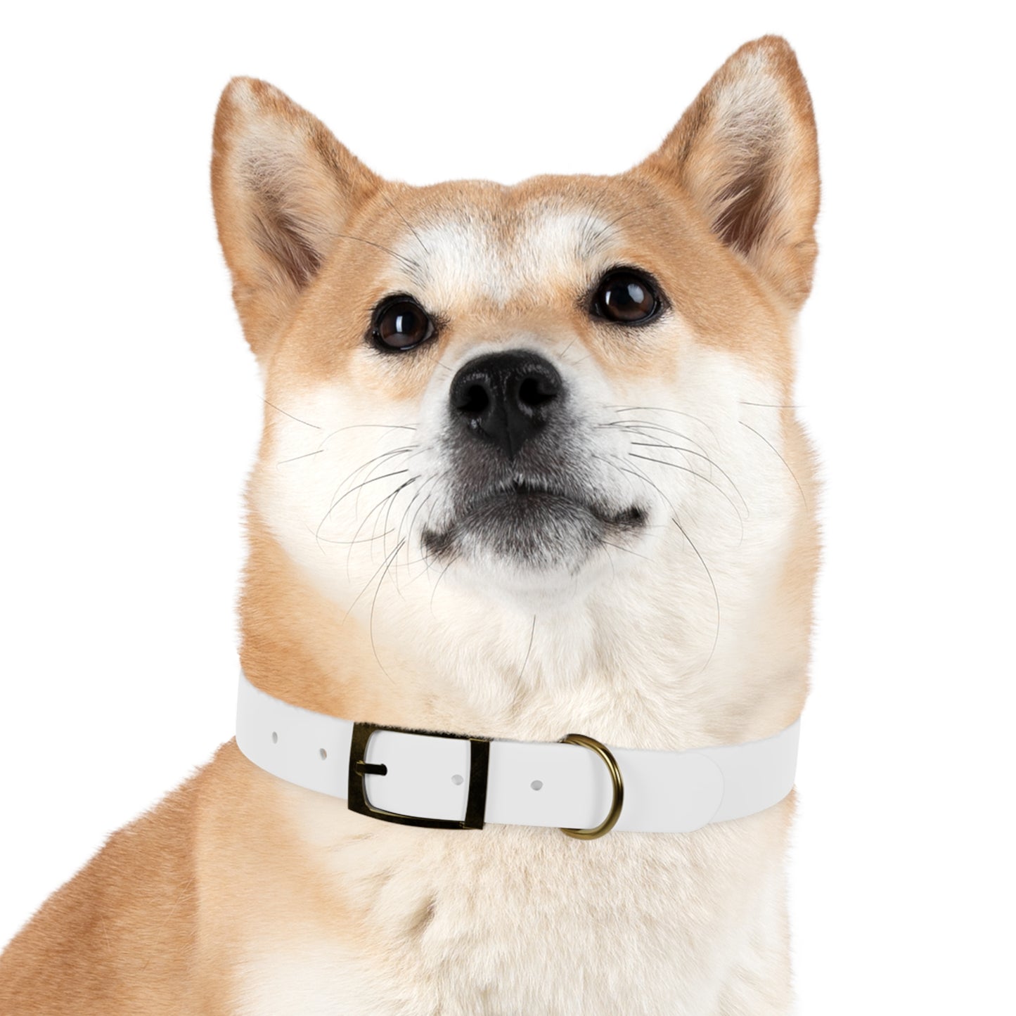 Pet Collar - Ochtowear for Dogs and Cats